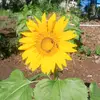 Henry Valerio - @henry.valerio3 - TikTok