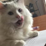 Henry Oakley Varney - @henry_the_ragdoll0718 - Instagram
