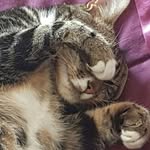 Henry Varney - @barnabe_bear - Instagram