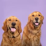 HENRY + WALTER - @thehenryandwaltershow - Instagram