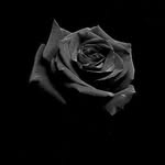 Henry Whitehouse - @flightless_plains - Instagram