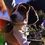 Henry🐾 - @henry.whitlock - Instagram