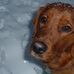 Hank Whitmire - Facebook
