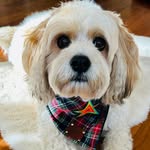 Henry Cavapoo - @henrywindsorcavapoo - Instagram
