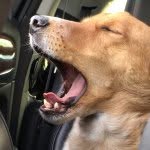 Henry - @henrywindmiller - Instagram