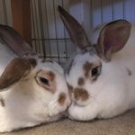 Henry And Winston - @henry_winston_bunnies - Instagram