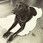 Henry Winston - @thisishenrythedog - Instagram