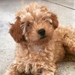 Henry Winston - @henrywinston_thefirst - Instagram