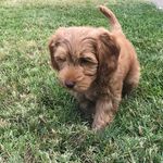 Henry Winston - @labradoodlehenry - Instagram