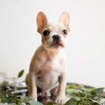 Henry Winston - @hen_the_frenchie - Instagram