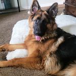 Henry Winston - @henrygsd77 - Instagram