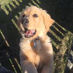 Henry Winston - @henrywinston_thegolden - Instagram