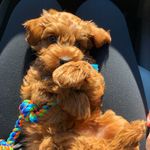 Henry Winston - @henrywinstondood - Instagram