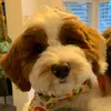 Henry Winston - @henry_dog - TikTok