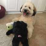 Henry Winston & Zoey Francesca - @adventures_of_henry_and_zoey - Instagram
