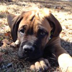 Henry Winston MacGilvray - @henry_the_mastiff_pup - Instagram