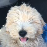 Henry Winston Yi-DiGregoria - @henrythegoldendood - Instagram