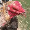 Winston Henry - @winston.henry0 - TikTok