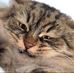 Henry Wiseman - Facebook