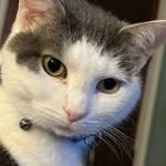 Henry Wiseman-Janikowski 😺 - @henryjanikowski - Instagram