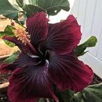 Henry Wright Metai - Facebook