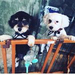 Henry York & Teddy Duke - @henryyork_teddyduke_cavapoos - Instagram