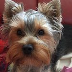 🅷🅴🅽🆁🆈☺️ - @henry_york_dog - Instagram