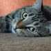 Miau - Facebook