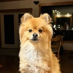 Winston ‘Herb Dean’ Bishop - @winston.the.p0m - Instagram