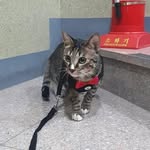 뚱냥이 허브 - @herb__house - Instagram