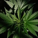 LEGALHERBALBUSINESSSOLUTIONS - @herbhouse_shop - Instagram