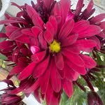 Mariyah Hussein - @herbhouseorganic.tz - Instagram