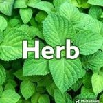 Herb 🌿 - @herb_jordanians - Instagram