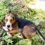Herb McIntosh - @herbmcintosh - Instagram