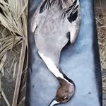 Herb Nelson - @herbnelson73 - Instagram