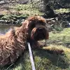 Herbie Russell - @herbierussell_cutestdogx - TikTok