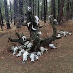 Steven Swanson - @steven.herburt.swanson - Instagram