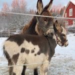 @albert_herbert_thedonkeys - Instagram