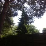 Herbert Baum🌳 - @baum_liebhaber - Instagram