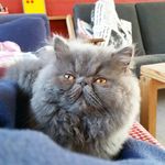 Herbert & Holly - @bluepersianherbert - Instagram