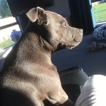 Little Herbert - @herbert_blue_staffy - Instagram