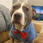 Ove Herbert Mortimer Blue - @ove.the.big.blue.pitbull - Instagram