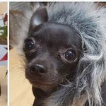 Tiny the Blue Chihuahua - @tiny.blue.herbert - Instagram