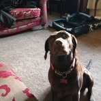 Lily Bolton-Herbert - Facebook