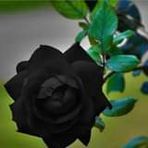 Herbert Campos Jaca - Facebook