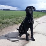 Herbert🐶❤ - @herbert.cane.corso44 - Instagram