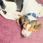 Adam Herbert Carlson - @adamherbertcarlson1216 - Instagram