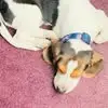 Adam Herbert Carlson - @adam.herbert.carl - TikTok