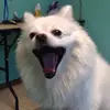 Herbert Chiu - @herbertchiu - TikTok