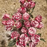Rowena Herbert Cook - @romar1999 - Instagram